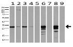 LGALS3 Antibody in Western Blot (WB)