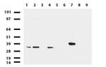 LGALS3 Antibody in Western Blot (WB)