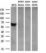 LGALS3BP Antibody in Western Blot (WB)