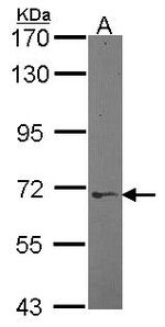 LGALS3BP Antibody in Western Blot (WB)