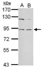 LGALS3BP Antibody in Western Blot (WB)