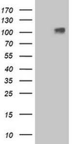 LGR4 Antibody in Western Blot (WB)