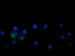LGR5 Antibody in Immunocytochemistry (ICC/IF)