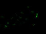 LGR5 Antibody in Immunocytochemistry (ICC/IF)