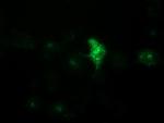 LGR5 Antibody in Immunocytochemistry (ICC/IF)