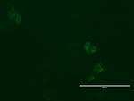 LGR5 Antibody in Immunocytochemistry (ICC/IF)