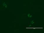 LGR5 Antibody in Immunocytochemistry (ICC/IF)