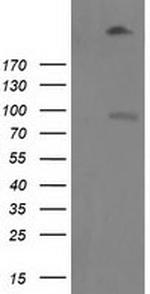LGR5 Antibody in Western Blot (WB)
