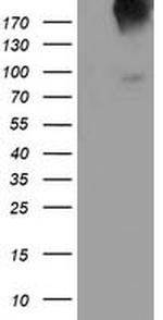 LGR5 Antibody in Western Blot (WB)