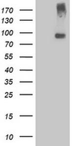 LGR5 Antibody in Western Blot (WB)