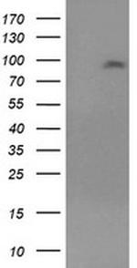LGR5 Antibody in Western Blot (WB)