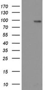 LGR5 Antibody in Western Blot (WB)
