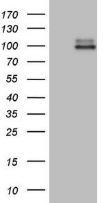 LGR5 Antibody in Western Blot (WB)