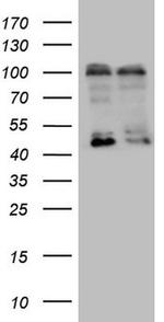 LGR5 Antibody in Western Blot (WB)
