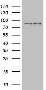 LGR5 Antibody in Western Blot (WB)