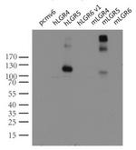 LGR5 Antibody in Western Blot (WB)