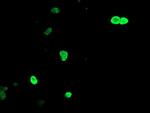 LHX1 Antibody in Immunocytochemistry (ICC/IF)