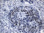 LHX2 Antibody in Immunohistochemistry (Paraffin) (IHC (P))