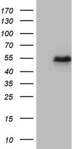 LHX2 Antibody in Western Blot (WB)