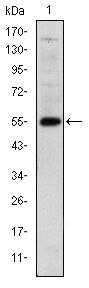 LHX2 Antibody in Western Blot (WB)