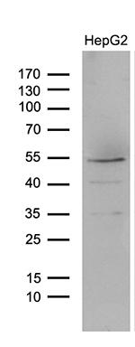 LHX4 Antibody in Western Blot (WB)