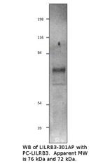 LILRB3 Polyclonal Antibody