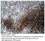 LILRB3 Polyclonal Antibody