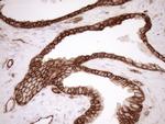 LIMA1 Antibody in Immunohistochemistry (Paraffin) (IHC (P))
