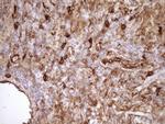 LIMA1 Antibody in Immunohistochemistry (Paraffin) (IHC (P))