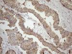LIME1 Antibody in Immunohistochemistry (Paraffin) (IHC (P))