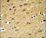 LINGO1 Antibody in Immunohistochemistry (IHC)