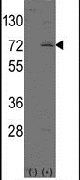 LINGO1 Antibody in Western Blot (WB)