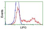 LIPG Antibody in Flow Cytometry (Flow)