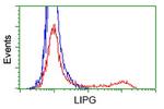 LIPG Antibody in Flow Cytometry (Flow)
