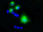 LIPG Antibody in Immunocytochemistry (ICC/IF)