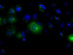 LIPG Antibody in Immunocytochemistry (ICC/IF)