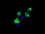LIPG Antibody in Immunocytochemistry (ICC/IF)
