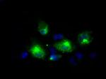 LIPG Antibody in Immunocytochemistry (ICC/IF)