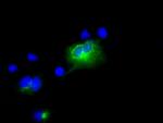 LIPG Antibody in Immunocytochemistry (ICC/IF)