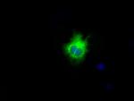 LIPG Antibody in Immunocytochemistry (ICC/IF)