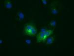 LIPG Antibody in Immunocytochemistry (ICC/IF)