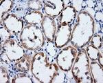 LIPG Antibody in Immunohistochemistry (Paraffin) (IHC (P))