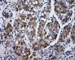 LIPG Antibody in Immunohistochemistry (Paraffin) (IHC (P))