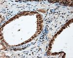 LIPG Antibody in Immunohistochemistry (Paraffin) (IHC (P))