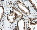 LIPG Antibody in Immunohistochemistry (Paraffin) (IHC (P))