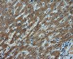 LIPG Antibody in Immunohistochemistry (Paraffin) (IHC (P))