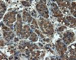 LIPG Antibody in Immunohistochemistry (Paraffin) (IHC (P))
