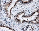 LIPG Antibody in Immunohistochemistry (Paraffin) (IHC (P))