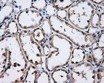 LIPG Antibody in Immunohistochemistry (Paraffin) (IHC (P))