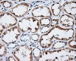LIPG Antibody in Immunohistochemistry (Paraffin) (IHC (P))